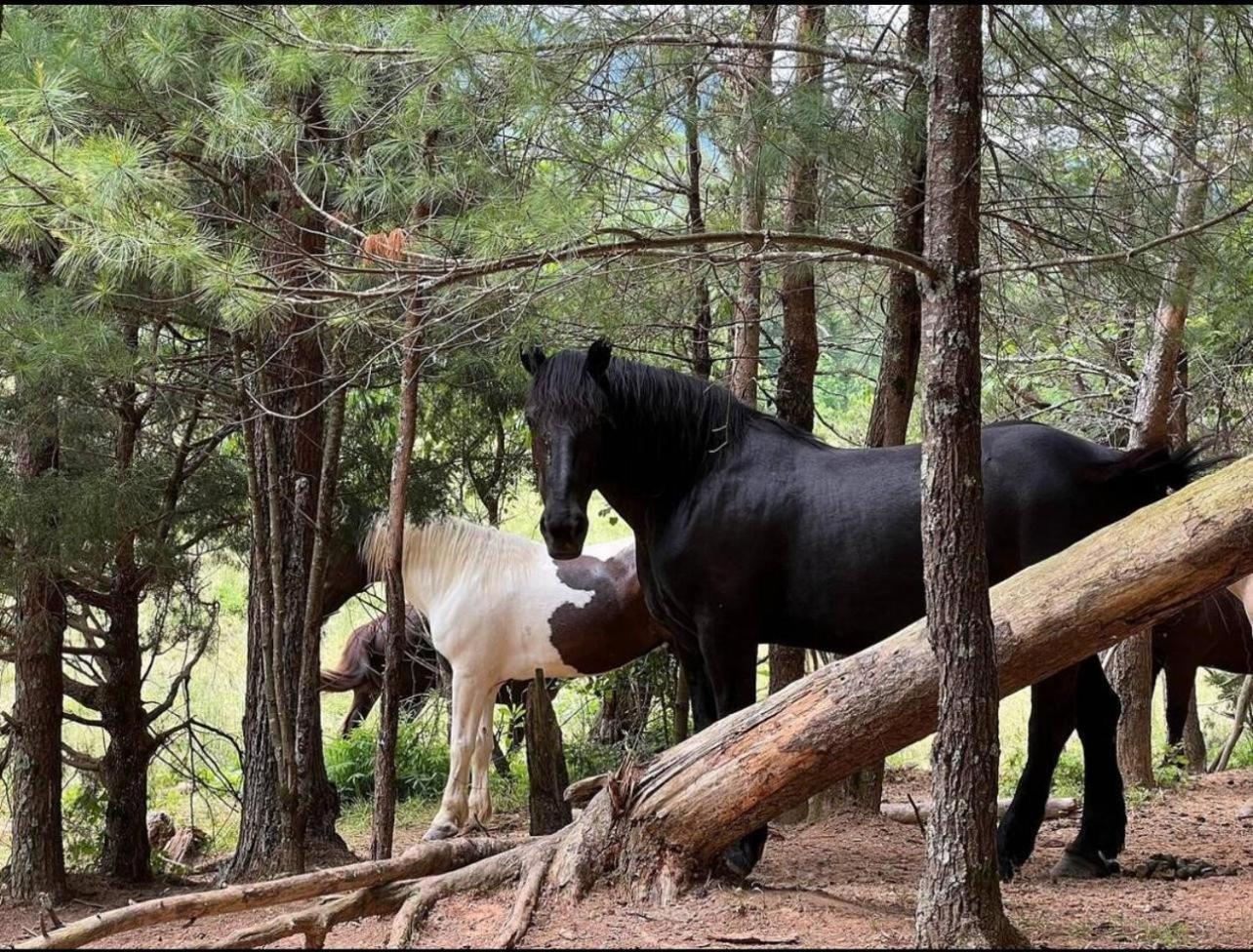 Emerald Woods بيدجن فورج المظهر الخارجي الصورة